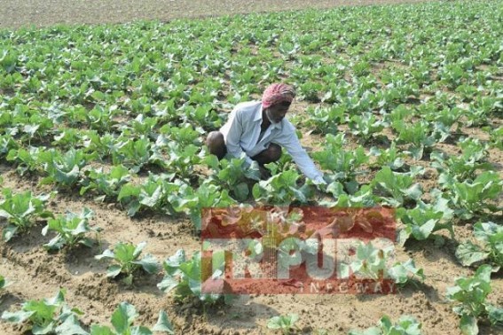 Tripura farmers start winter vegetable cultivation